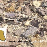 www.tabasenc.ir دانشنامه طبس - اولین دایره المعارف شهری در ایران