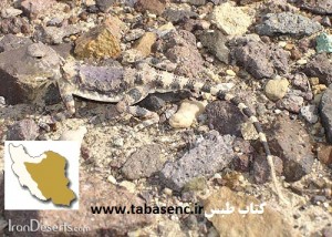 www.tabasenc.ir دانشنامه طبس - اولین دایره المعارف شهری در ایران